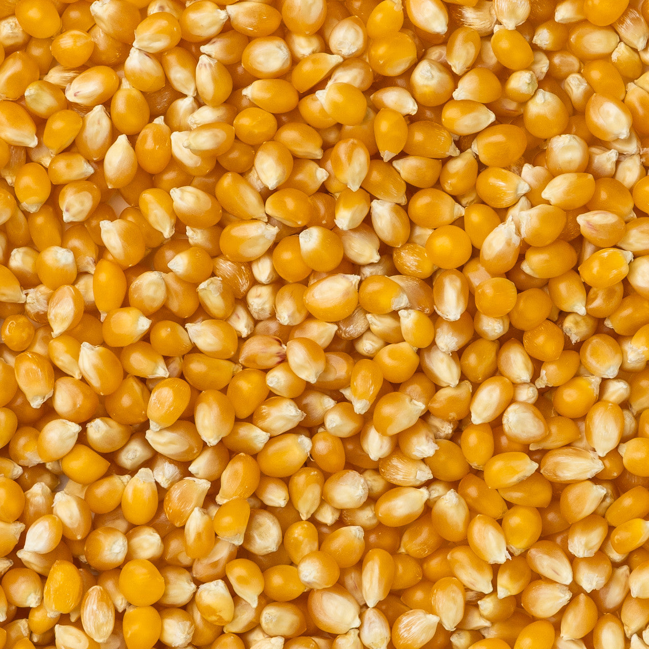 Medium Yellow Popcorn