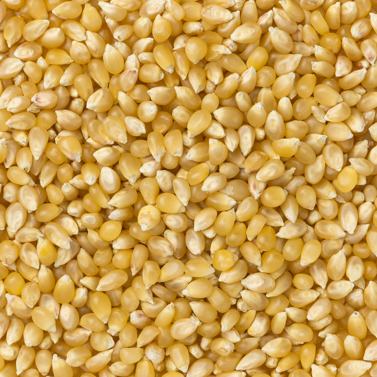 Medium White Hulless Popcorn