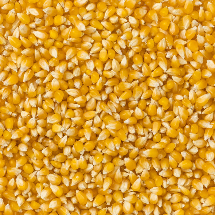Hulless Popcorn